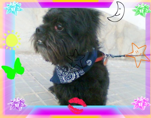 Este es mi perrito se llama salem es un maltes negro en esa foto esta pelado tiene 7 añtos y le tengo muxo kariño pk lo tengo desde k era pekeña Este es mi perrito se llama salem es un maltes negro en esa foto esta pelado tiene 7 añtos y le tengo muxo kariño pk lo tengo desde k era pekeña